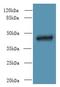 TNF Superfamily Member 12 antibody, LS-C376903, Lifespan Biosciences, Western Blot image 