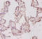 Fortilin antibody, A52752-100, Epigentek, Immunohistochemistry paraffin image 