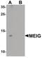 Meiosis/Spermiogenesis Associated 1 antibody, PA5-21156, Invitrogen Antibodies, Western Blot image 