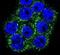 Glyoxalase I antibody, PA5-13601, Invitrogen Antibodies, Immunofluorescence image 