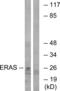 ES Cell Expressed Ras antibody, LS-C120020, Lifespan Biosciences, Western Blot image 