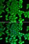 Ring Finger And FYVE Like Domain Containing E3 Ubiquitin Protein Ligase antibody, LS-C334750, Lifespan Biosciences, Immunofluorescence image 