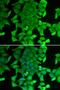 Ring Finger And FYVE Like Domain Containing E3 Ubiquitin Protein Ligase antibody, LS-C334750, Lifespan Biosciences, Immunofluorescence image 