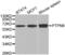 Protein Tyrosine Phosphatase Non-Receptor Type 6 antibody, abx001240, Abbexa, Western Blot image 