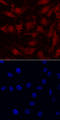 Interleukin 33 antibody, AF5010, R&D Systems, Immunocytochemistry image 