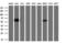 Estrogen Receptor 1 antibody, LS-C794727, Lifespan Biosciences, Western Blot image 