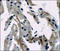 P21 (RAC1) Activated Kinase 4 antibody, 251925, Abbiotec, Immunohistochemistry paraffin image 