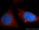 Dual Specificity Phosphatase 9 antibody, 14484-1-AP, Proteintech Group, Immunofluorescence image 