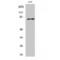 Bromodomain Containing 3 antibody, LS-C382317, Lifespan Biosciences, Western Blot image 