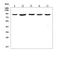 Ribosomal Protein S6 Kinase A3 antibody, A02215-2, Boster Biological Technology, Western Blot image 