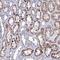 Nudix Hydrolase 7 antibody, PA5-59837, Invitrogen Antibodies, Immunohistochemistry frozen image 