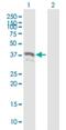 Pyrroline-5-Carboxylate Reductase 2 antibody, H00029920-B02P, Novus Biologicals, Western Blot image 