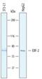 EBF Transcription Factor 2 antibody, PA5-47890, Invitrogen Antibodies, Western Blot image 