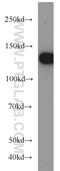 DExH-Box Helicase 9 antibody, 17721-1-AP, Proteintech Group, Western Blot image 