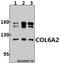 Collagen Type VI Alpha 2 Chain antibody, A03194Y711, Boster Biological Technology, Western Blot image 