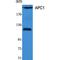 APC1 antibody, LS-C382045, Lifespan Biosciences, Western Blot image 