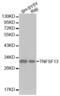 TNF Superfamily Member 13 antibody, abx001149, Abbexa, Western Blot image 