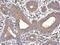 Sarcoplasmic/endoplasmic reticulum calcium ATPase 3 antibody, PA5-27691, Invitrogen Antibodies, Immunohistochemistry paraffin image 