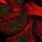 C-Type Lectin Domain Containing 7A antibody, NBP2-55630, Novus Biologicals, Immunocytochemistry image 