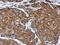 Collectin Subfamily Member 12 antibody, NBP2-15944, Novus Biologicals, Immunohistochemistry paraffin image 