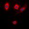 Tachykinin Precursor 1 antibody, orb215527, Biorbyt, Immunofluorescence image 