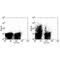 c-Kit antibody, TA320401, Origene, Flow Cytometry image 