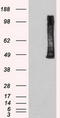 Polo Like Kinase 1 antibody, LS-C784223, Lifespan Biosciences, Western Blot image 