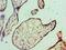 IL1R3 antibody, LS-C379744, Lifespan Biosciences, Immunohistochemistry paraffin image 