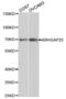 Rho GTPase Activating Protein 25 antibody, abx001135, Abbexa, Western Blot image 