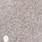 Mitochondrial RRNA Methyltransferase 3 antibody, NBP1-83844, Novus Biologicals, Western Blot image 