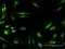 RAN Binding Protein 6 antibody, H00026953-B01P, Novus Biologicals, Immunocytochemistry image 