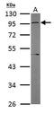 Guanine nucleotide-binding protein G(s) subunit alpha isoforms XLas antibody, TA308889, Origene, Western Blot image 