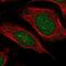 Von Willebrand Factor A Domain Containing 5A antibody, NBP1-89998, Novus Biologicals, Immunofluorescence image 