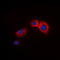 Arrestin Beta 1 antibody, LS-C358912, Lifespan Biosciences, Immunofluorescence image 