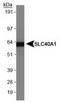 Slc39a1 antibody, TA309869, Origene, Western Blot image 