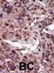 DGK-alpha antibody, abx033889, Abbexa, Immunohistochemistry frozen image 