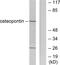 Secreted Phosphoprotein 1 antibody, LS-B9080, Lifespan Biosciences, Western Blot image 