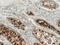 Receptor Interacting Serine/Threonine Kinase 3 antibody, LS-C774023, Lifespan Biosciences, Immunohistochemistry frozen image 