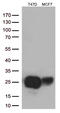 Polymorphic epithelial mucin antibody, UM870008, Origene, Western Blot image 