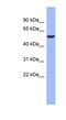 RNA-binding protein BRUNOL-4 antibody, NBP1-57320, Novus Biologicals, Western Blot image 