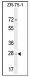 Complex I intermediate-associated protein 30, mitochondrial antibody, AP52838PU-N, Origene, Western Blot image 