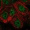 Tetraspanin 17 antibody, HPA030447, Atlas Antibodies, Immunofluorescence image 