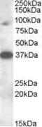  antibody, PA5-18853, Invitrogen Antibodies, Western Blot image 