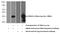 Integral Membrane Protein 2C antibody, 13601-1-AP, Proteintech Group, Western Blot image 