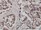 FMR1 Autosomal Homolog 1 antibody, H00008087-M01, Novus Biologicals, Immunohistochemistry frozen image 