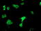 Oxidoreductase NAD Binding Domain Containing 1 antibody, M17192, Boster Biological Technology, Immunofluorescence image 