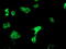 Oxidoreductase NAD Binding Domain Containing 1 antibody, M17192, Boster Biological Technology, Immunofluorescence image 