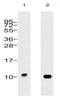 Ubiquitin B antibody, 11023, QED Bioscience, Western Blot image 