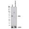 Mitogen-Activated Protein Kinase 1 antibody, AF1230, R&D Systems, Western Blot image 