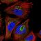 SPEM Family Member 2 antibody, NBP1-91065, Novus Biologicals, Immunofluorescence image 